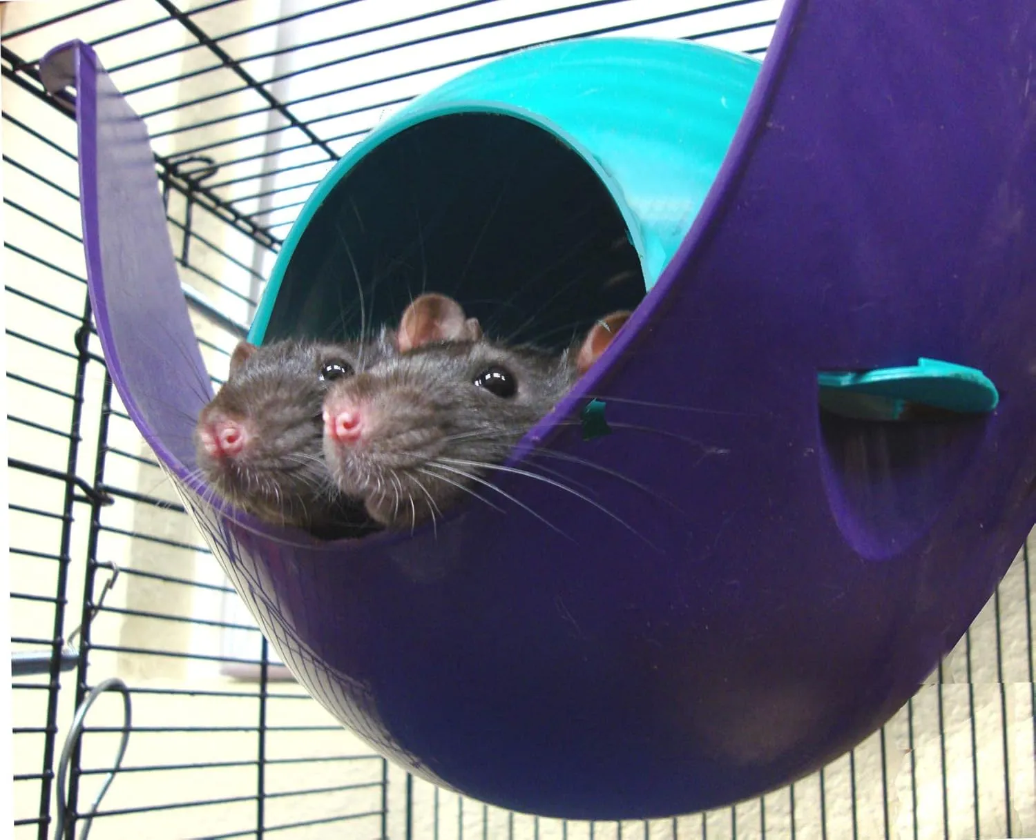 Lixit Igloos and Hideaways for Guinea Pigs, Rats, Mice, Hamsters, Gerbils and Other Small Animals (Blue, Large Space Pod)
