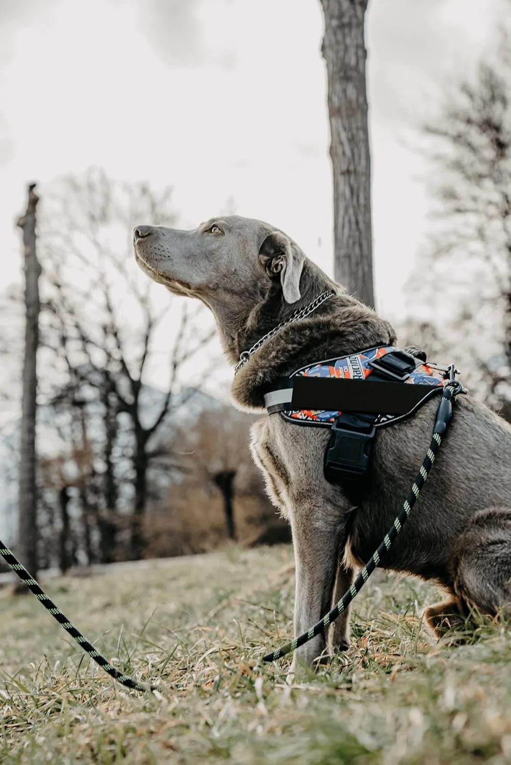 Non Pull Dog Harness with Patch Panels and Handle, Adjustable, Reflective, No Choke, Heavy Duty Easy On Service Dog Vest Harnesses for Medium Large Small Sized Dogs - Blue, XL